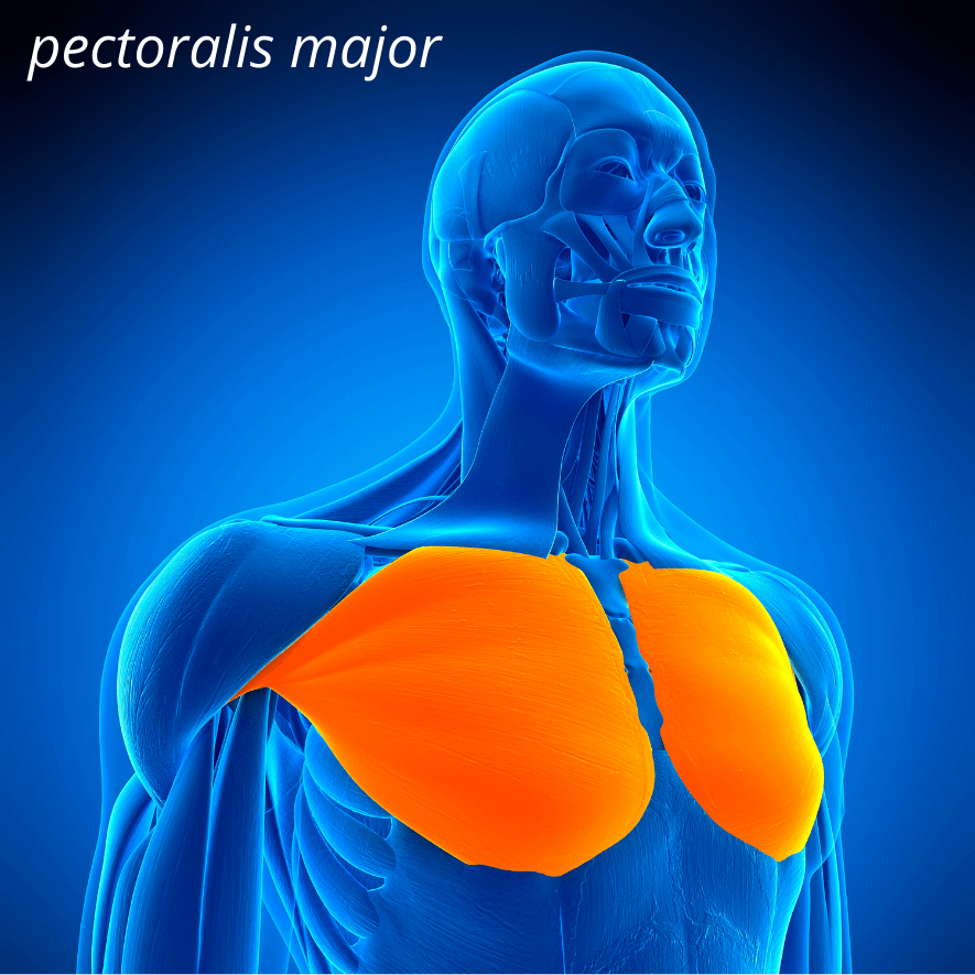 Musculus pectoralis major, Stora bröstmuskeln