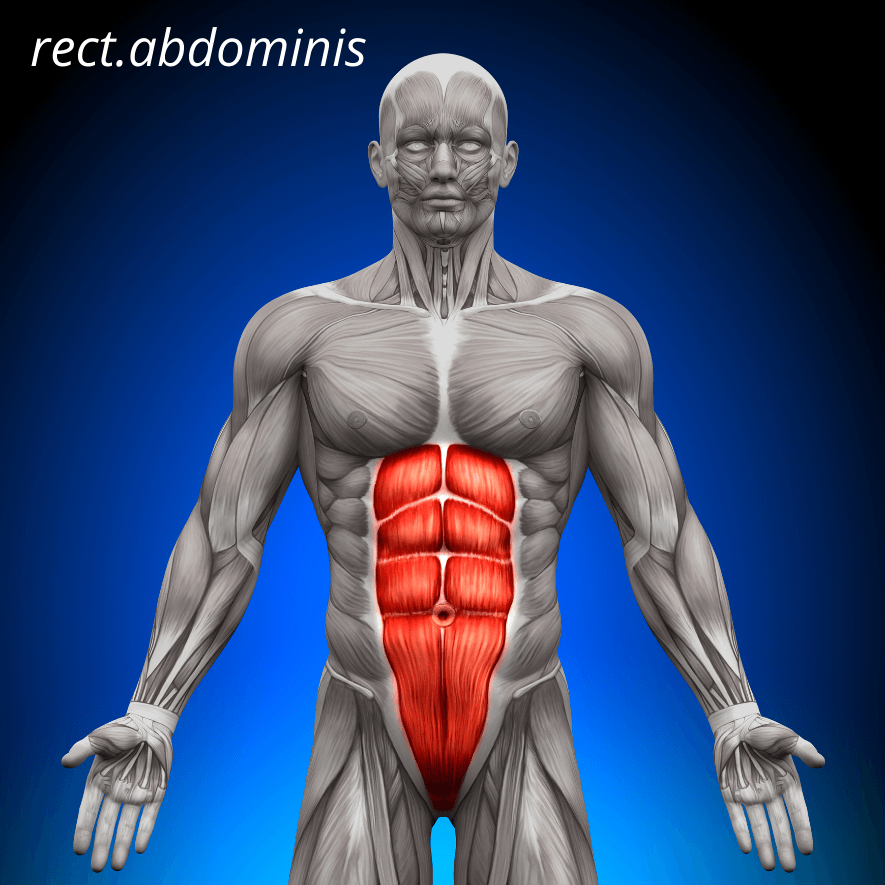Musculus rectus abdominis, Raka bukmuskeln