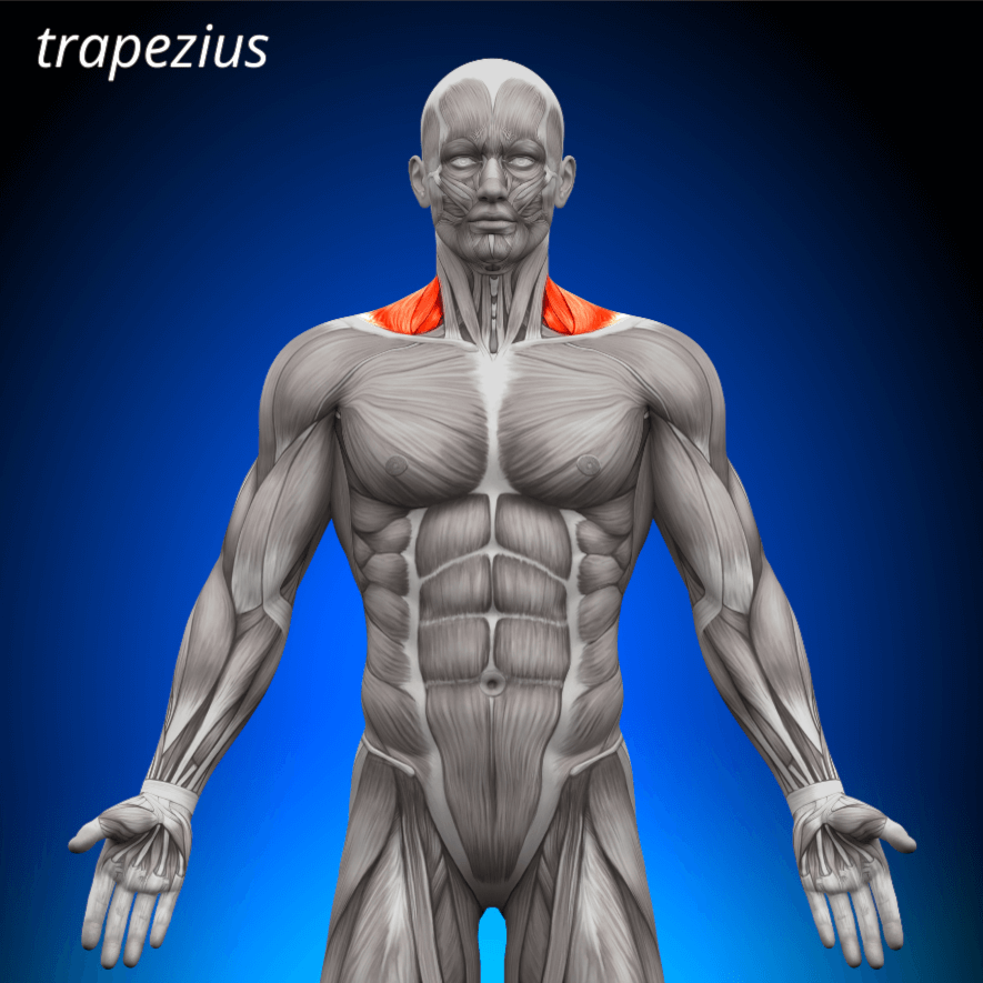 Musculus trapezius, Kappmuskeln